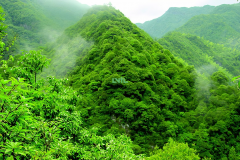The annual output value of China's forestry industry exceeds 8 trillion yuan